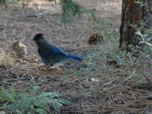 Blue Bird.jpg