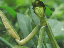 willie-01-ani.gif