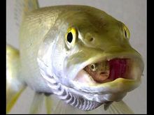 owned-fishy.jpg