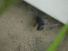 Busch Gardens 260.JPG