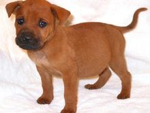 puppy2.jpg