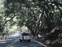 IMG_0345 090101 canyon trees.jpg