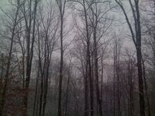 Snow_1-19-09b.jpg