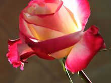 IMG_2386_ROSE_PSD.jpg