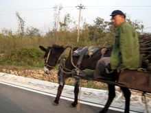 27 donkey power.jpg