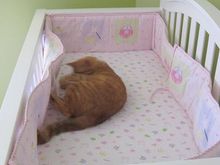 Beemer in crib 4.JPG
