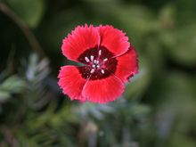 IMG_8868.JPG