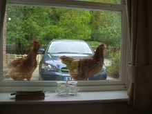 chickens at window.jpg