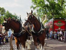 Clydesdale