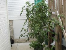 vmom thread pics