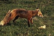 red fox.jpg