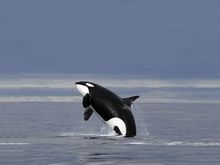 Whale.jpg