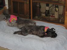 dogs1.jpg