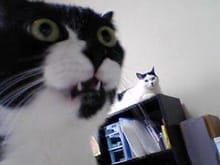 funny-pictures-cat-is-amazed.jpg