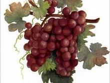 grapes.jpg