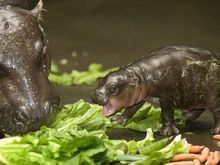 hippo babby