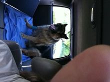 bear Vet again
