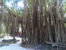 tarzan tree