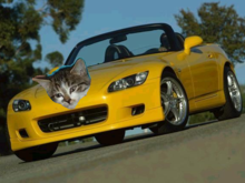 spa yellow hood ornament.png