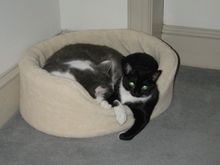 ClydesleepsMissypeeps.jpg