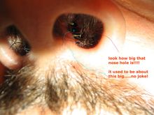 nose1.jpg