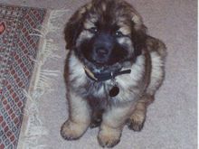 leonberger 3