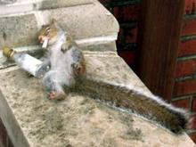 drunksquirrel2.jpg