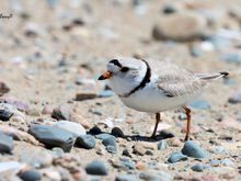 Piping Plover