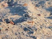 Cropped pip of a plover on the move.
