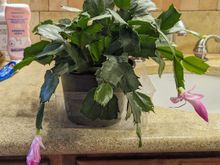 My Christmas/Thanksgiving cactus is just starting to bloom.

