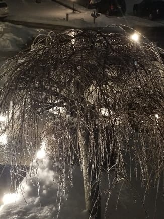 Freezing Rain turned our Weeping Cherry tree into an ice sculpture tonight.
