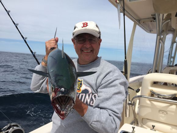 Even these little 15 to 20 pound false albacore can put a hurting on you.