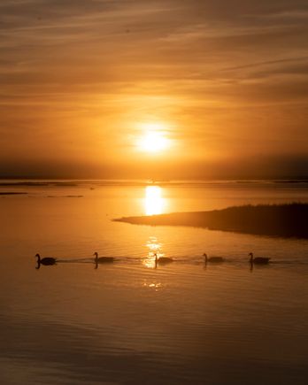 This was the view from our balcony each morning.  The sunrises day to day were different for obvious reasons.  This day, super colors, plus that parade of swimming geese.