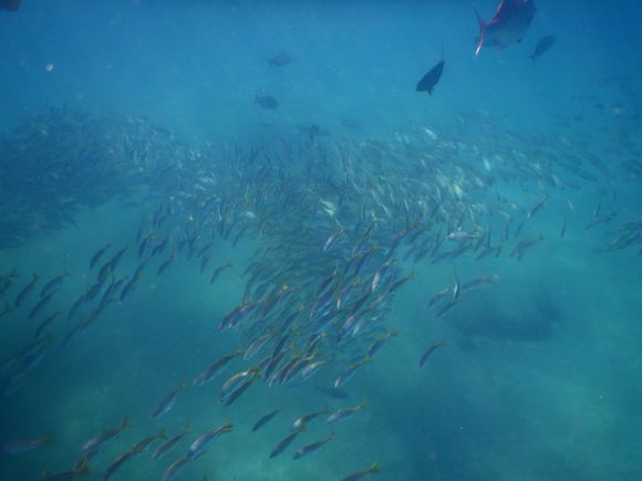 Cindy did some snorkeling.  It was way too cold for me.  She used the underwater camera we have.  here's a school of fish.