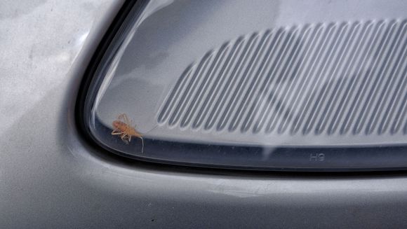 The $1,000 insect