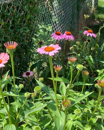 Cone flowers