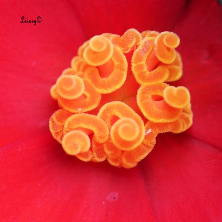 Inside view  of a bloom on the double begonia not quite in full bloom