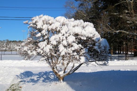 Dogwood tree