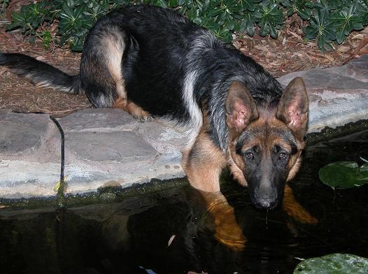 Rogue on 9-16-04, 5 Months