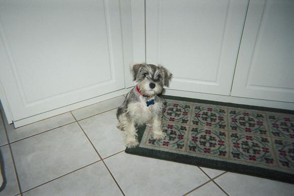 Dixie3