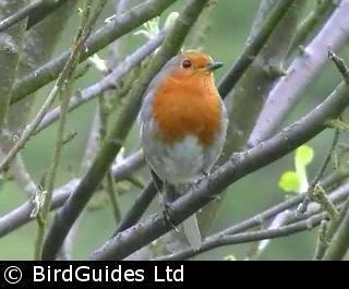 British Robin.jpg