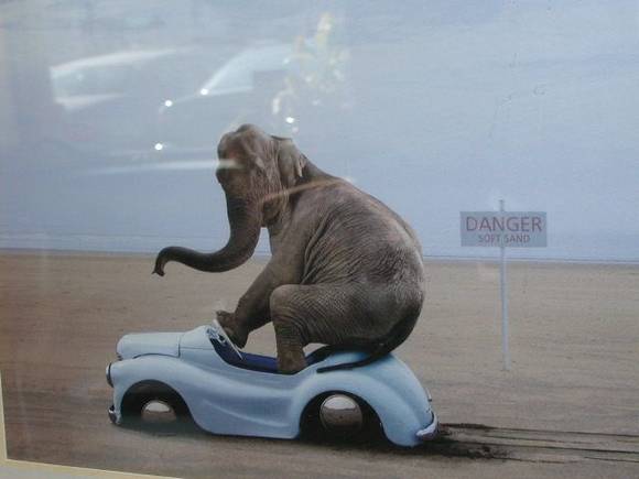 elephant
