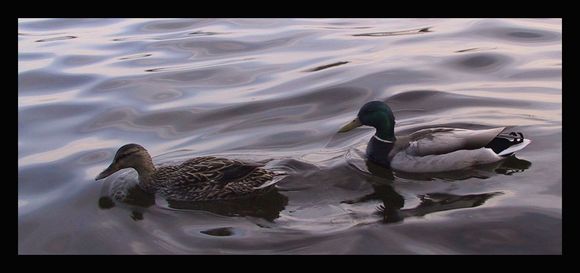 ducks.jpg