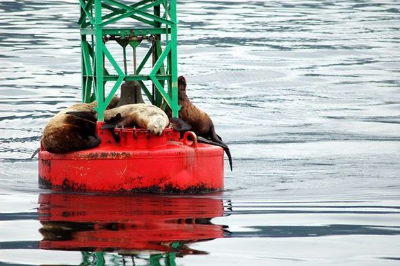 sea_lions_on_buoy.jpg