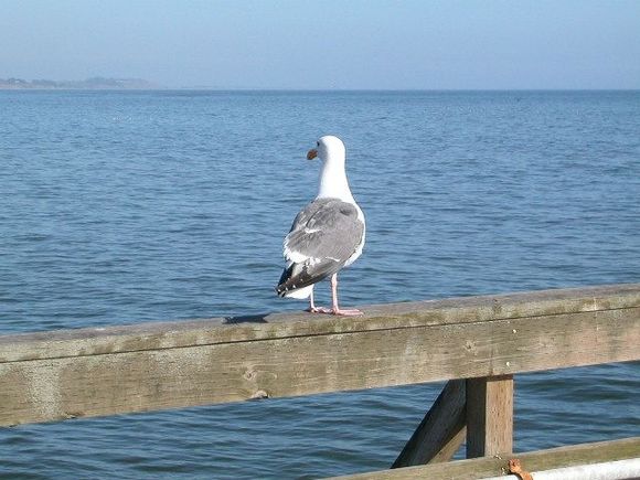 gull.JPG
