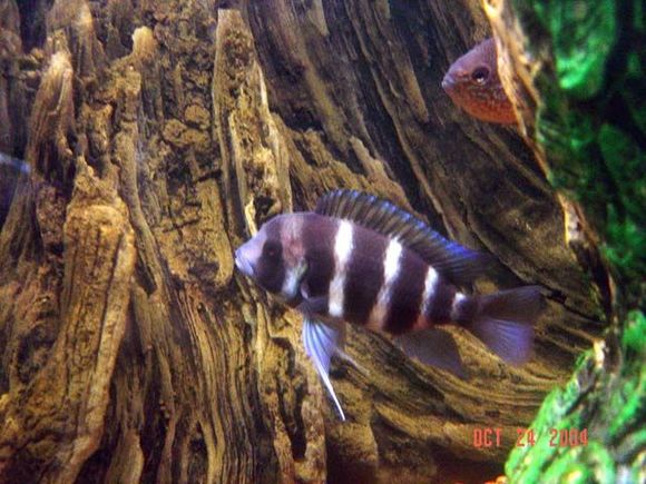 Frontosa cichlid from my tank