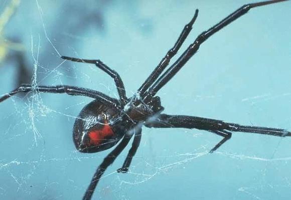 Black Widow8.jpg