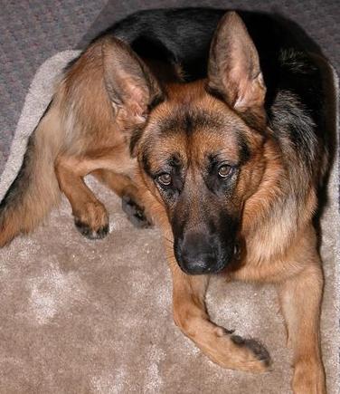 9-17-05 Rogue after neutering