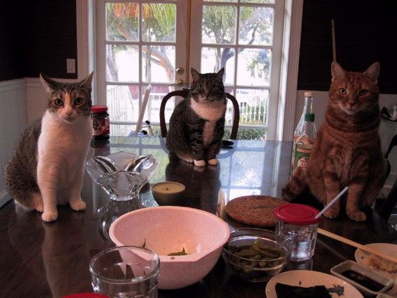 sushicats1.jpg