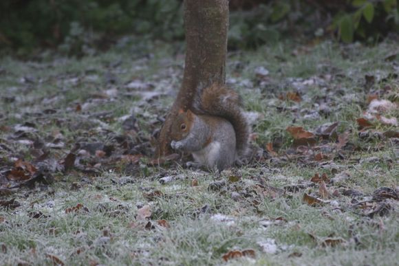 Ashridge 014.jpg